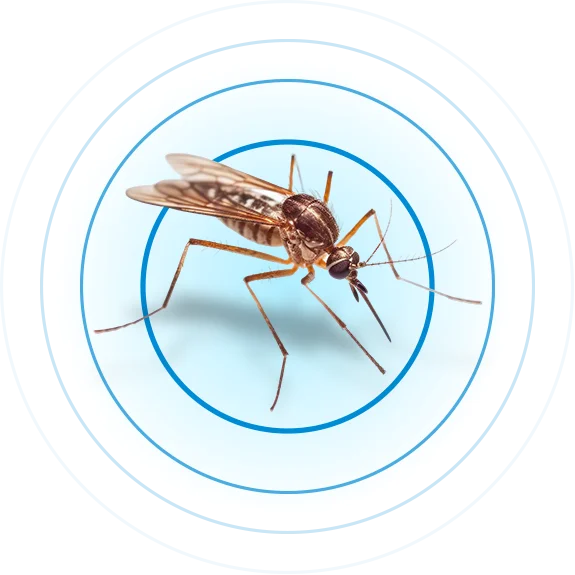 mosquito