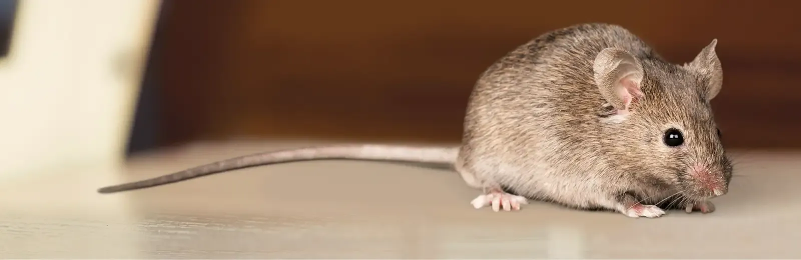 mouse on the ground