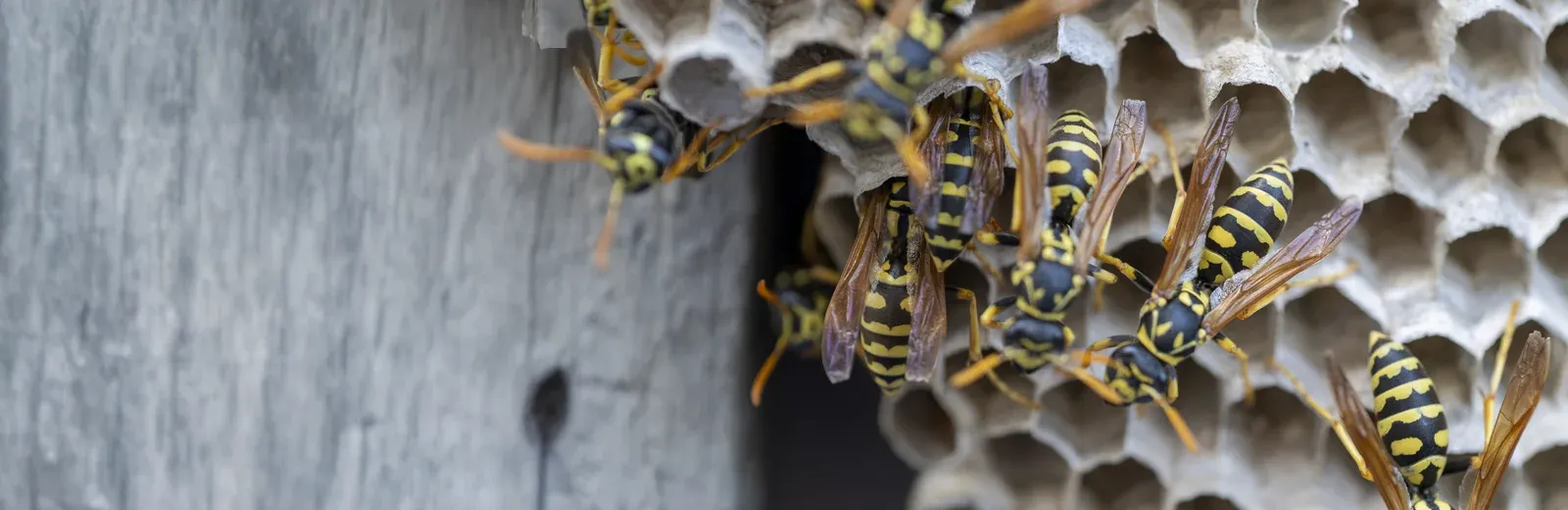 bees on a nest