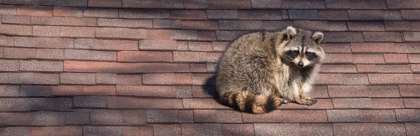 raccoon on a roof of a house