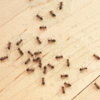 ants in home
