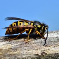 stinging insects