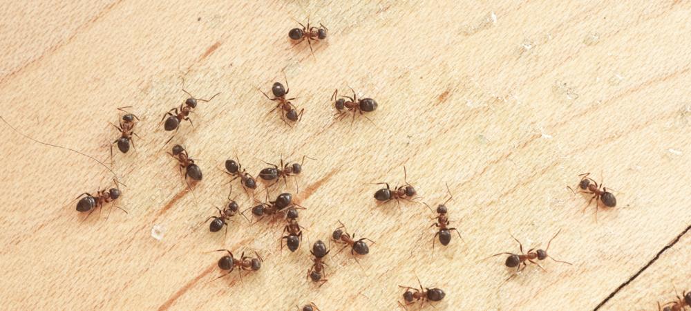 ants in home