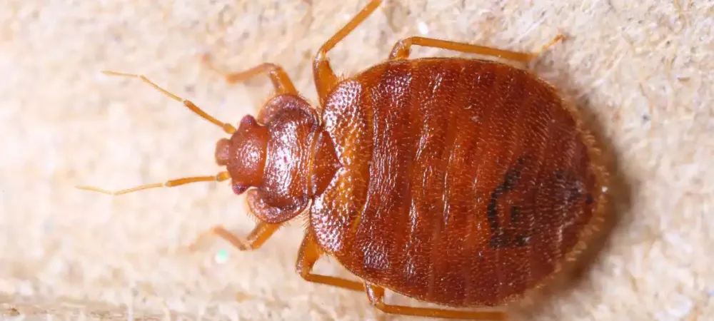 bed-bug