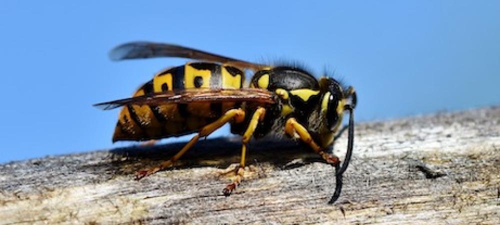 stinging insects