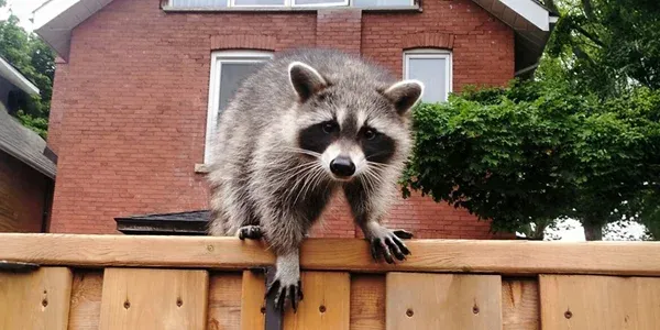 raccoon on a fence next to a house